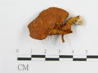 登錄號:F0007566藏品圖，第1張