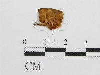 登錄號:F0007569藏品圖，第1張