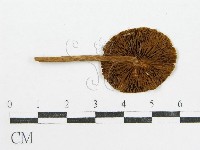 登錄號:F0007572藏品圖，第3張