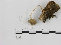 小菇屬藏品圖，第1張