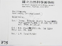 盔孢傘屬藏品圖，第2張