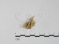 登錄號:F0007578藏品圖，第1張