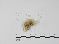 登錄號:F0007578藏品圖，第3張