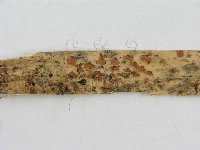 登錄號:F0007581藏品圖，第4張