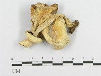 登錄號:F0007582藏品圖，第1張