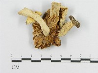 登錄號:F0007582藏品圖，第3張