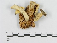登錄號:F0007582藏品圖，第4張
