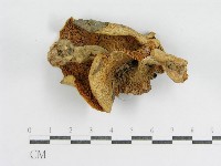 登錄號:F0007583藏品圖，第3張