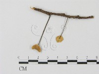 登錄號:F0007584藏品圖，第1張