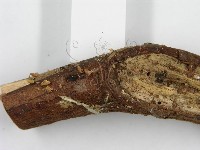 登錄號:F0007585藏品圖，第4張