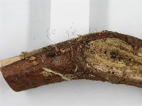 登錄號:F0007585藏品圖，第5張