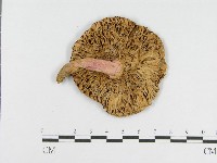 登錄號:F0007591藏品圖，第3張