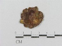 紅菇屬藏品圖，第1張