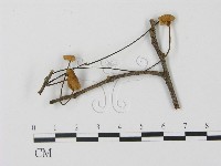 登錄號:F0007594藏品圖，第1張