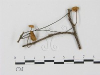 登錄號:F0007594藏品圖，第3張