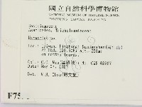 小皮傘屬藏品圖，第2張