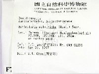 毛木耳藏品圖，第2張