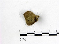 毛木耳藏品圖，第3張