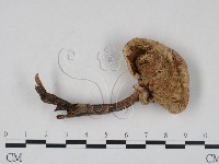 登錄號:F0007599藏品圖，第3張