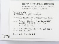 糙皮側耳藏品圖，第2張