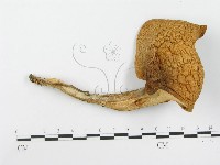 糙皮側耳藏品圖，第1張