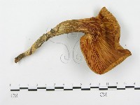 糙皮側耳藏品圖，第3張