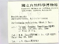 毛木耳藏品圖，第2張