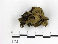毛木耳藏品圖，第3張