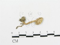 傘菌屬藏品圖，第1張