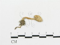 傘菌屬藏品圖，第3張