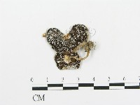 傘菌屬藏品圖，第1張