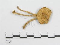 登錄號:F0007609藏品圖，第1張