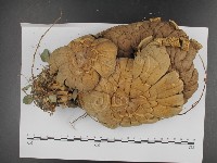 登錄號:F0007610藏品圖，第3張