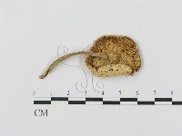 登錄號:F0007611藏品圖，第3張