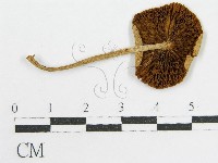 登錄號:F0007612藏品圖，第3張