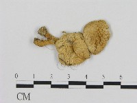 登錄號:F0007613藏品圖，第1張