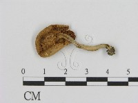 登錄號:F0007614藏品圖，第1張