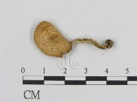 登錄號:F0007614藏品圖，第3張