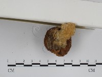 登錄號:F0007616藏品圖，第4張