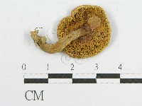 登錄號:F0007617藏品圖，第3張