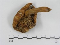 登錄號:F0007618藏品圖，第1張