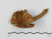 登錄號:F0007618藏品圖，第3張