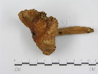 登錄號:F0007618藏品圖，第4張
