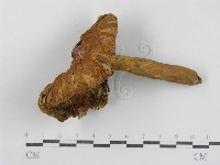 登錄號:F0007618藏品圖，第5張