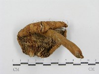 登錄號:F0007618藏品圖，第6張