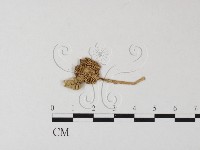 鵝膏屬藏品圖，第3張