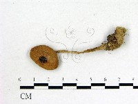 登錄號:F0007621藏品圖，第1張