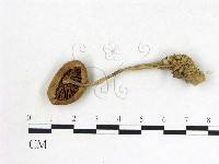 登錄號:F0007621藏品圖，第3張