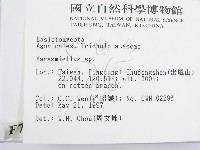 微皮傘屬藏品圖，第2張