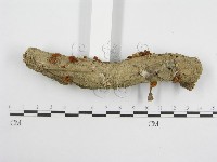 微皮傘屬藏品圖，第1張